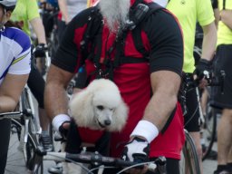 Red Poppy - BAR_5682